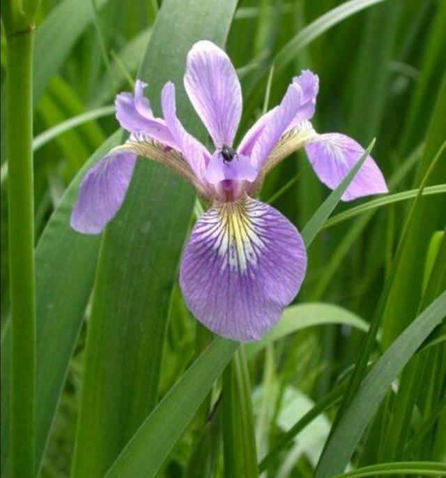 Blue flag iris For Sale in Bristol, Avon Preloved