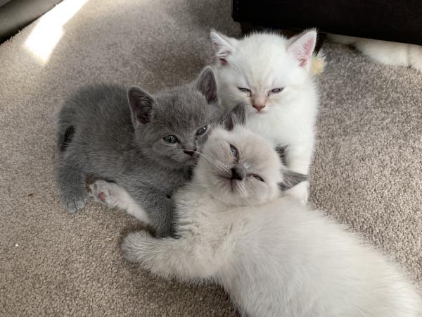 Beautiful British Shorthair Kittens For Sale In Eltham London