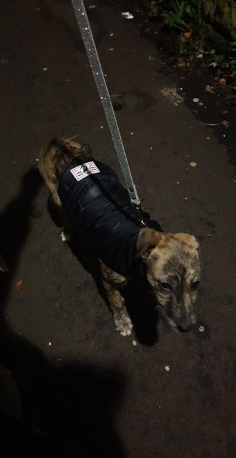 Lurcher Dogs Puppies For Sale In Yorkshire Preloved