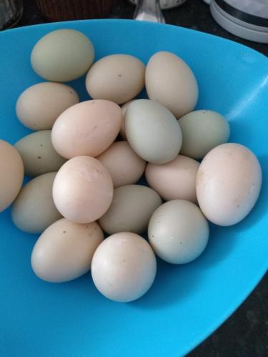 fertile-indian-runner-duck-eggs-for-sale-in-chesterfield-derbyshire