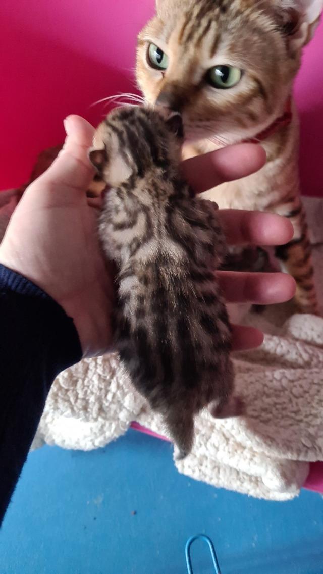 last bengal kitten boy For Sale in Hockley, Essex | Preloved