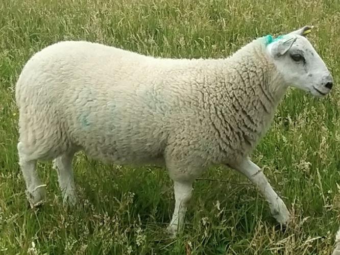 12 Texel x Mule Ewe Lambs For Sale in Worksop, Nottinghamshire Preloved