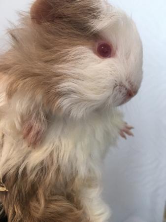 Guinea Pigs Babies For Sale In Ashton Wigan Preloved