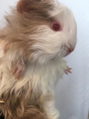 Guinea Pigs Babies For Sale In Ashton Wigan Preloved