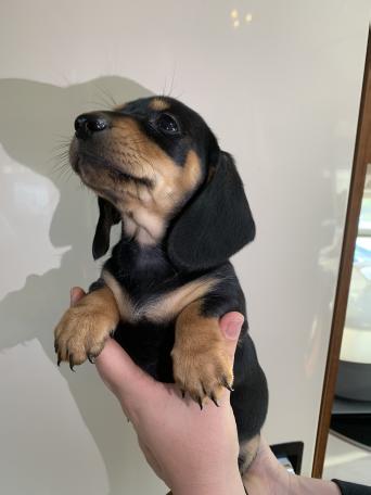 Miniature Dachshund Dogs Puppies Rehome Buy And Sell In