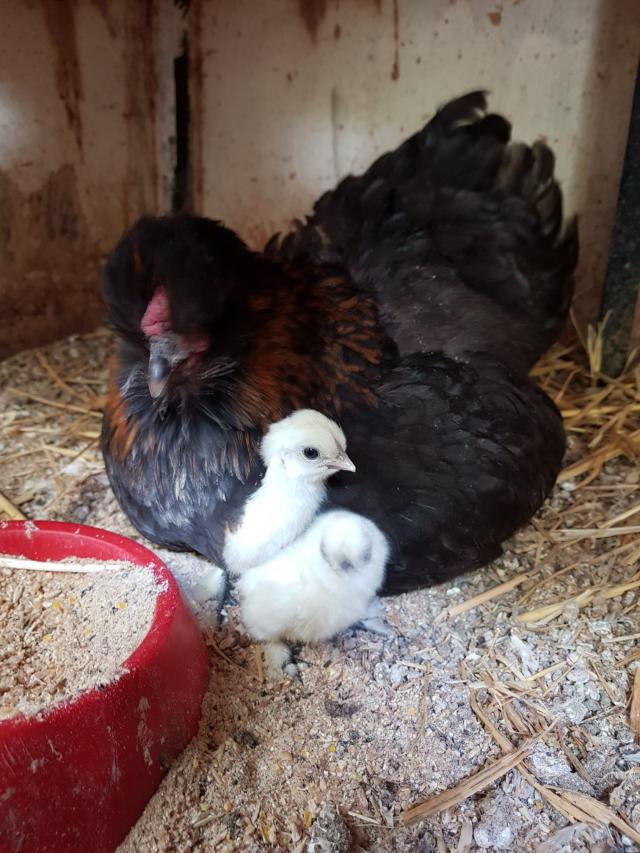 Silkie hatching eggs For Sale in Markfield, Leicestershire Preloved