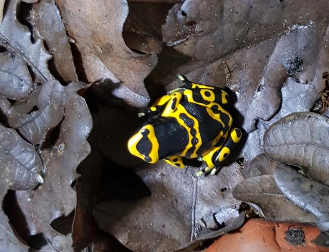 Bumble bee dart frogs For Sale in Great Wakering, Essex Preloved