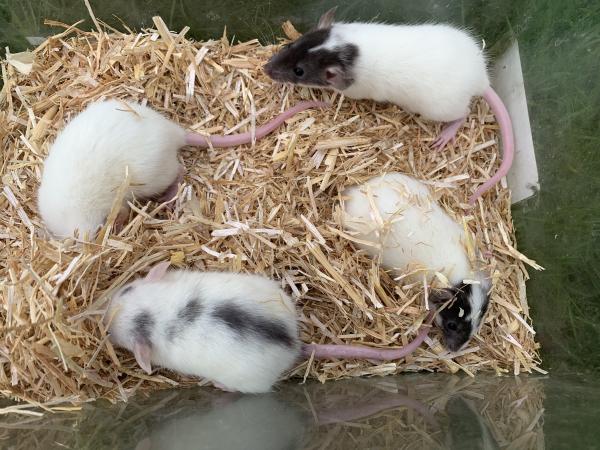 Image 3 of Male and female Pet rats for sale