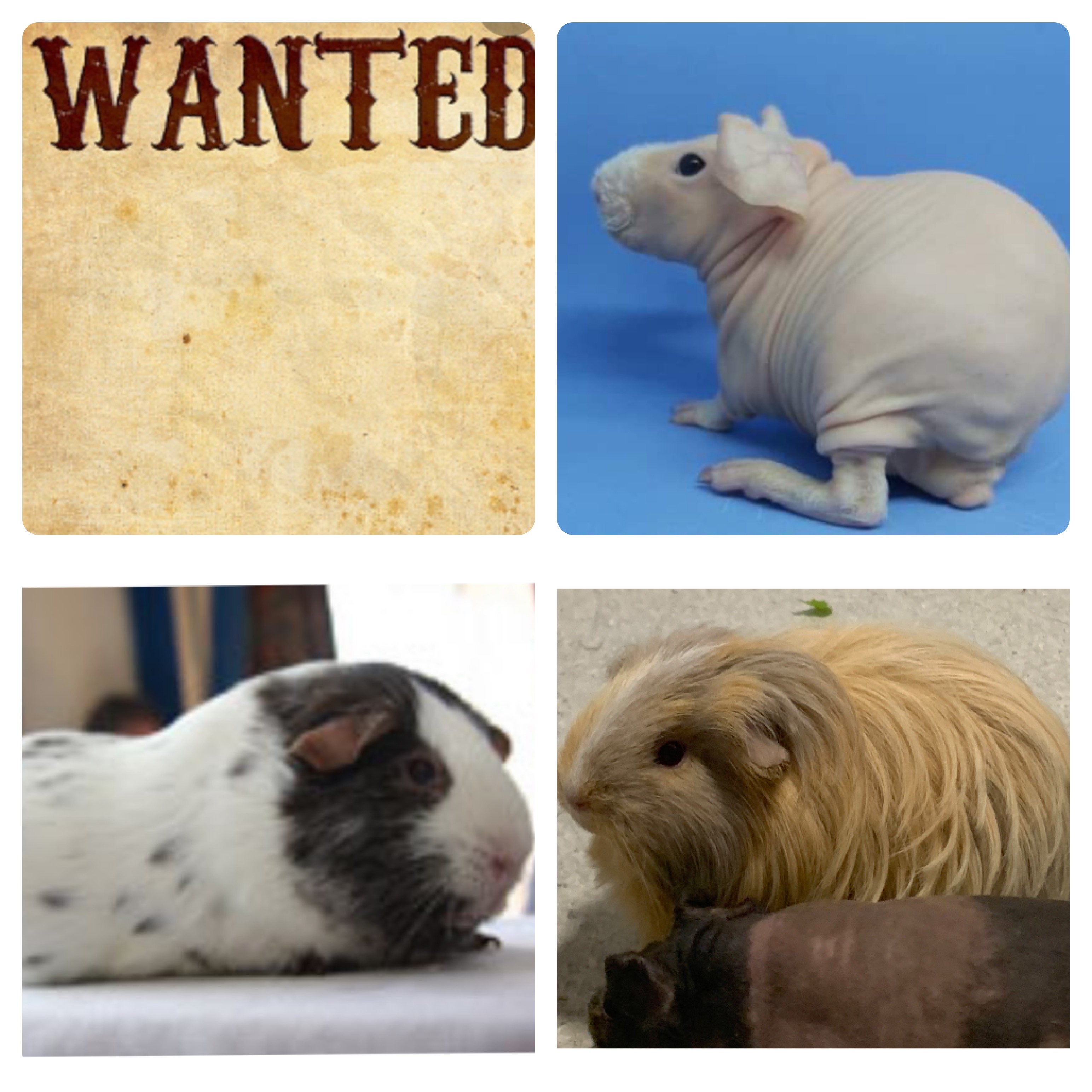 dalmatian skinny pig for sale