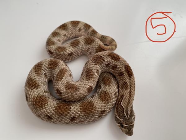 0:1 Female Pistachio Anaconda Western Hognose Snake For ...