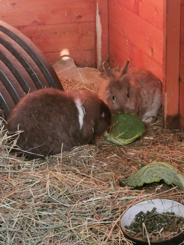 Home available for any rabbits needing a new home For Sale in Ramsey
