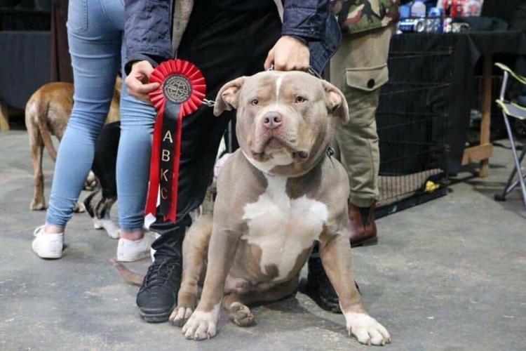 XL American bully For Sale in Norwich, Norfolk Preloved