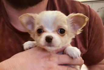 White Short Haired Chihuahua Puppy Dogs Puppies Rehome Buy