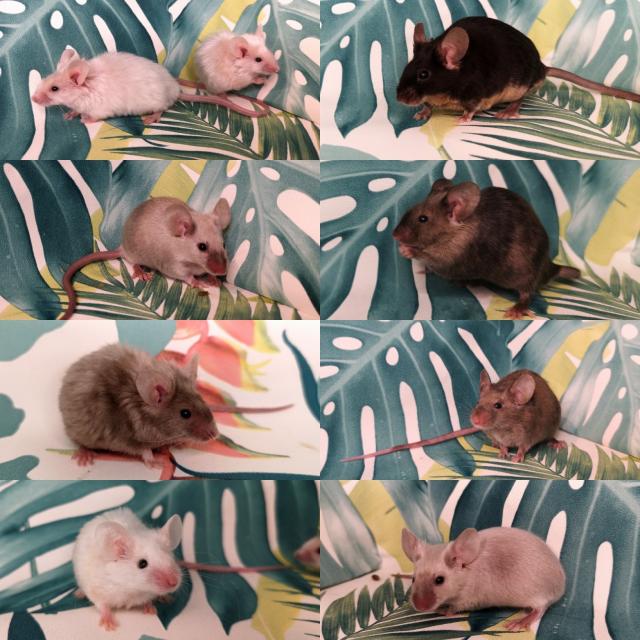 Pet Mice For Sale in Northampton, County (Optional) Preloved