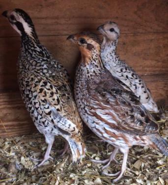 Bobwhite Quail for sale in UK 65 used Bobwhite Quails