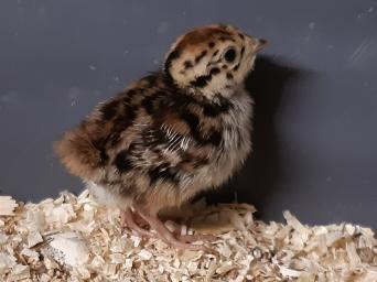 Partridge Hatching Eggs for sale in UK View 71 bargains