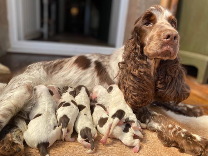 Stunning chocolate and white cockapoo puppies For Sale in