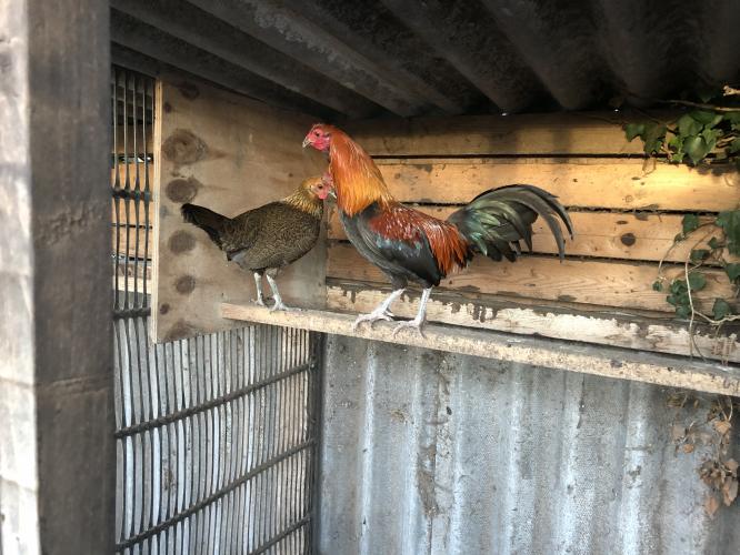 Oxford game chickens For Sale in Nottingham Preloved