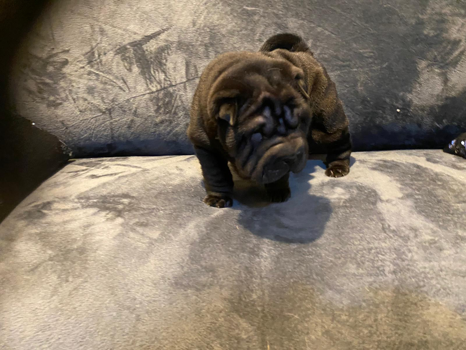 preloved shar pei