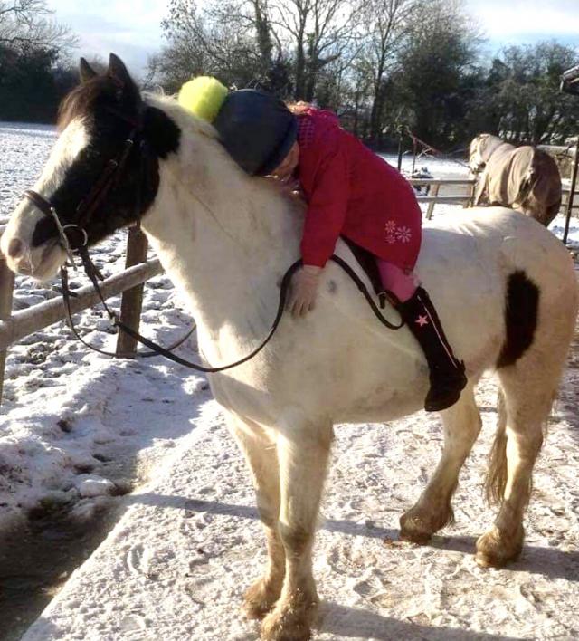 WELSH PART BRED FUN EASY PONY For Sale in Holywell, Flintshire Preloved