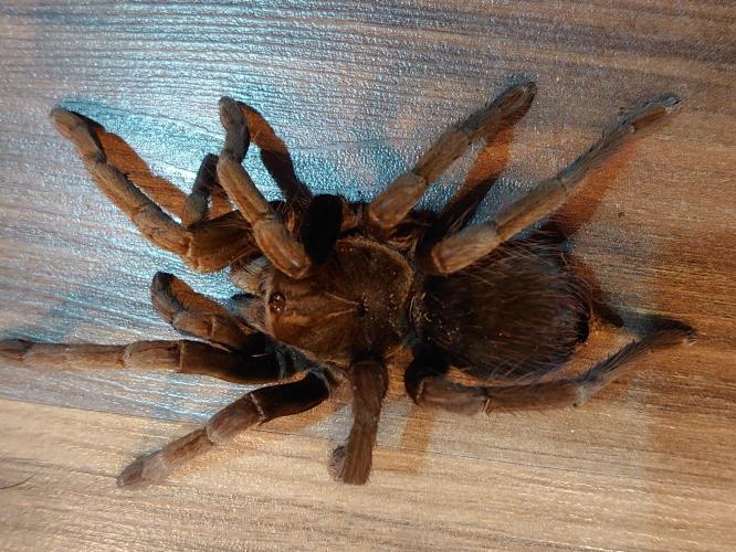 tarantulas For Sale in Middleton, Lancashire Preloved
