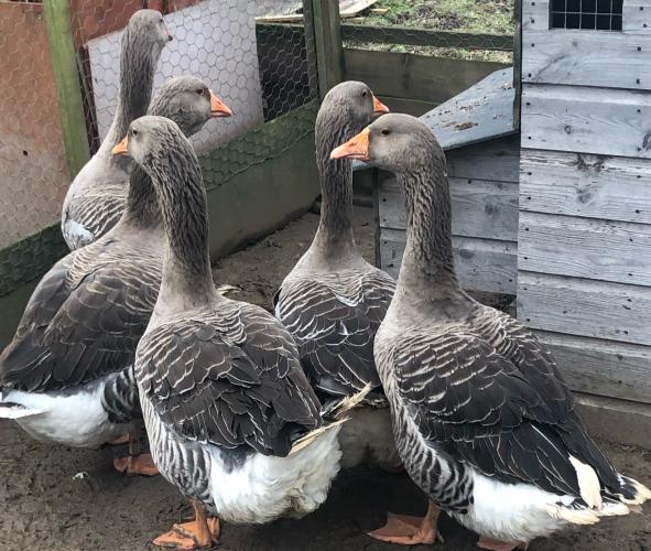 Toulouse geese For Sale in Dartford, Kent Preloved