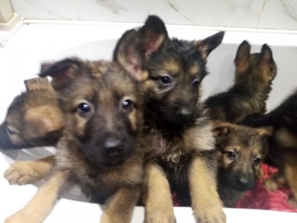 K.c registered German shepherd puppies For Sale in