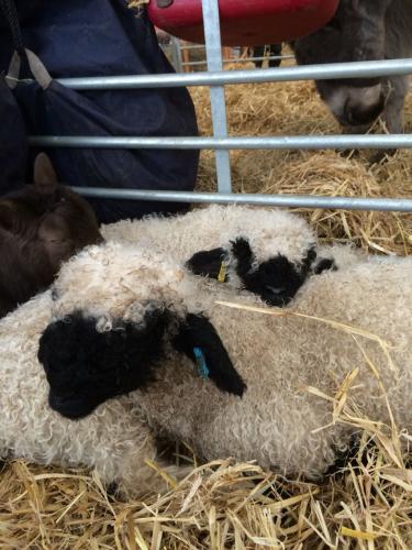 Valais Blacknose sheep For Sale in Harrogate, North Yorkshire | Preloved