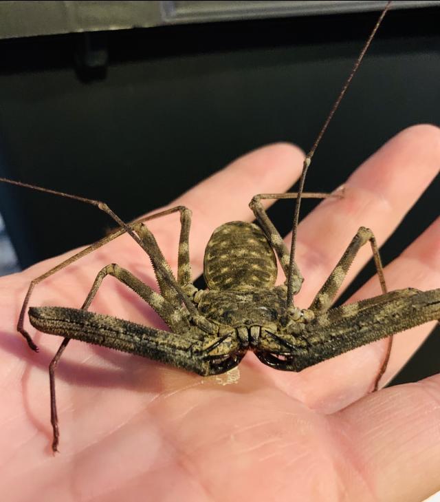 Tailless whip scorpions reduced For Sale in Ashton Under Lyne