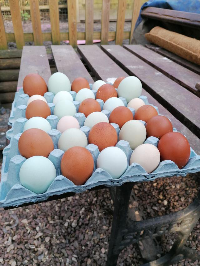 Hatching Eggs!! For Sale in Presteigne, Powys Preloved