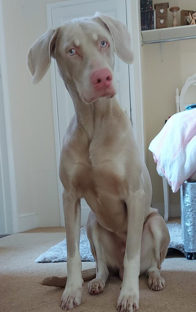 Blue eyed Doberman For Sale in Colchester, Essex Preloved