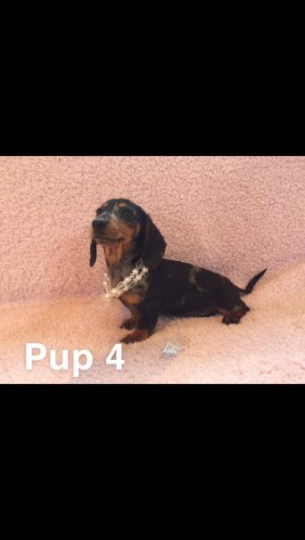 Dachshund Puppies Dogs Puppies For Sale Preloved