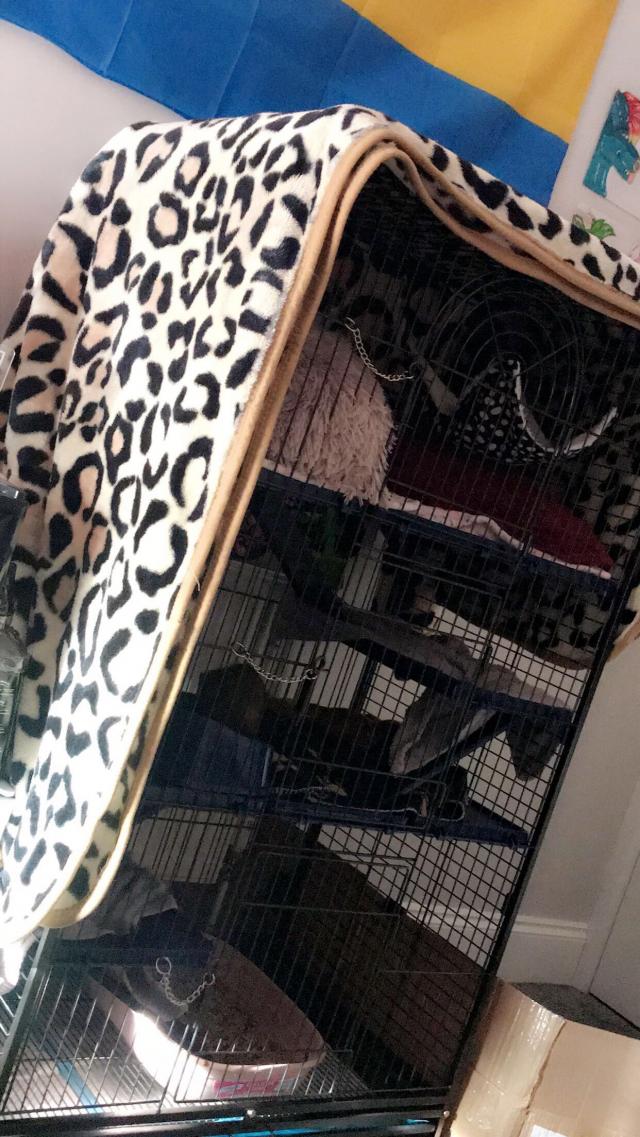 FERRET CAGE + ACCESSORIES For Sale in Selby, England Preloved