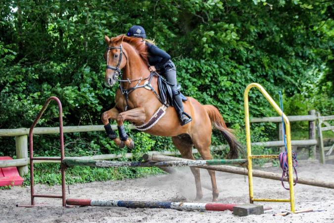 Gorgeous Ex Racer For Sale In Salisbury 