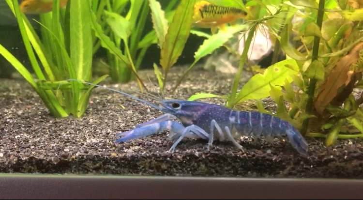 Tropical Blue Lobsters For Sale in Bruton, Somerset Preloved