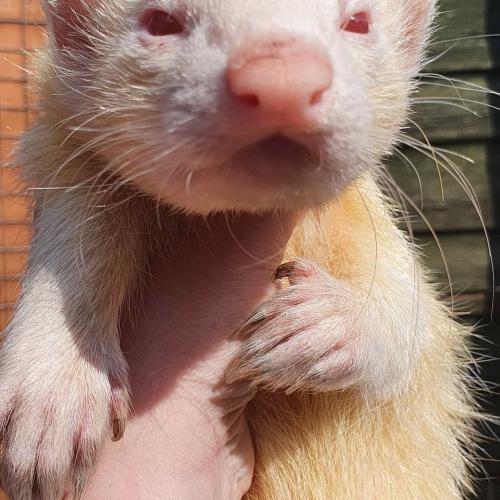 albino castrated hob ferret chase ferret rescue For Sale in Rugeley