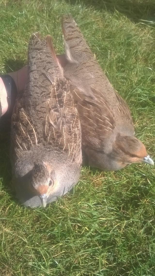 English Partridge Hatching Eggs For Sale in Northants Preloved
