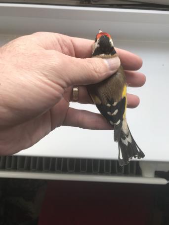 Goldfinch for sale in UK | 75 second-hand Goldfinchs