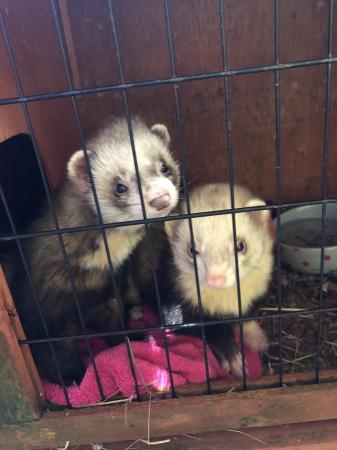 Image 3 of 3 ferret hobs for rehoming - to knowledgable homes only