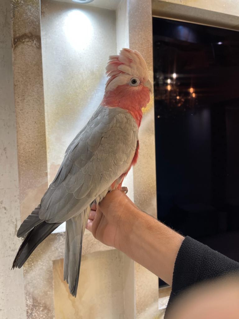 galah cockatoo for sale