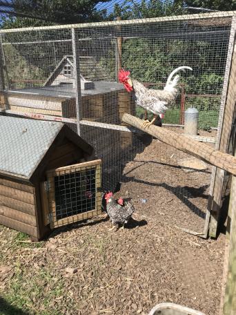 Hatching Eggs Poultry And Game Rehome Buy And Sell In Yeovil