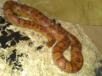 Pet Snakes for sale in UK 87 secondhand Pet Snakes