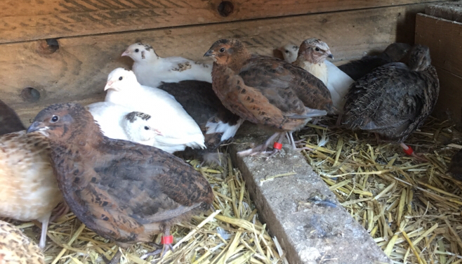 COTURNIX QUAIL HATCHING EGG For Sale in Maidstone, Kent