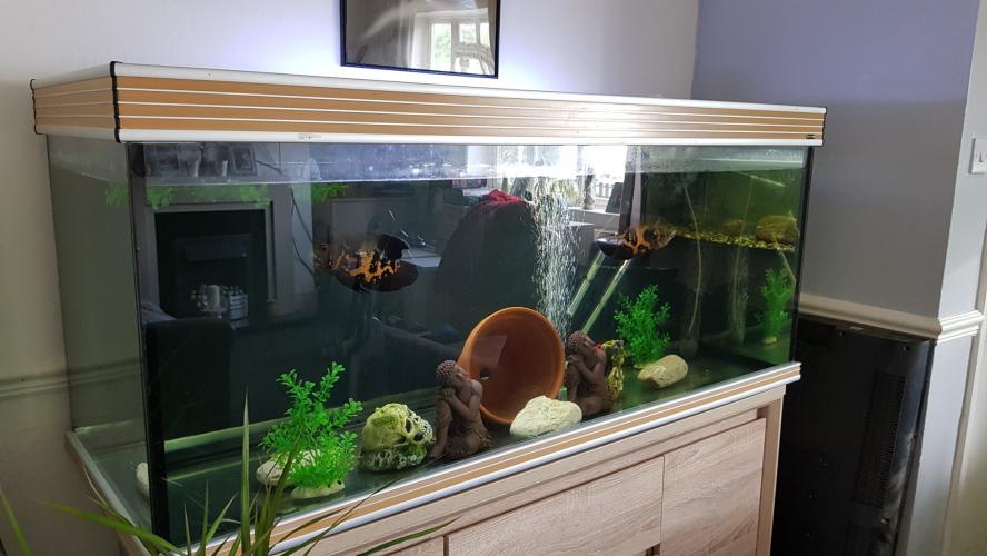 5ft fish tank For Sale in Swadlincote, Derbyshire Preloved