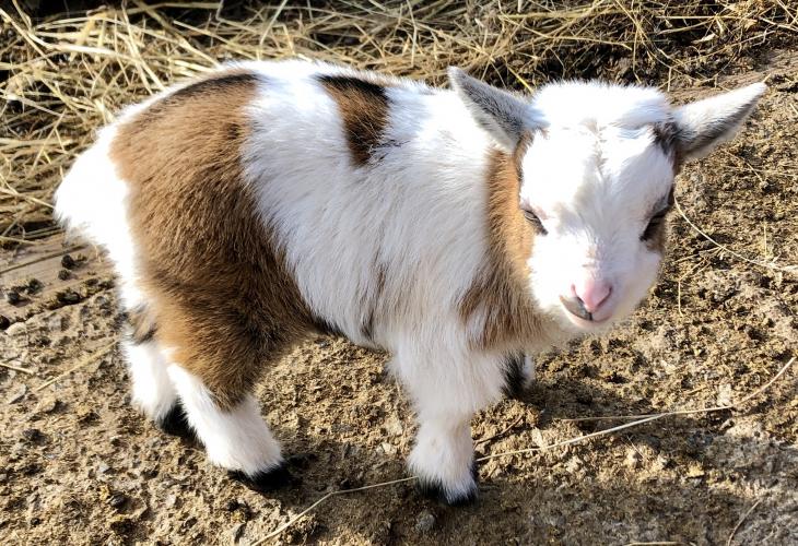 Registered Pygmy Goat wether baby’s available to reserve. For Sale in