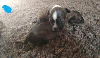 Boston Terrier Local Classifieds For Sale In Doncaster Preloved