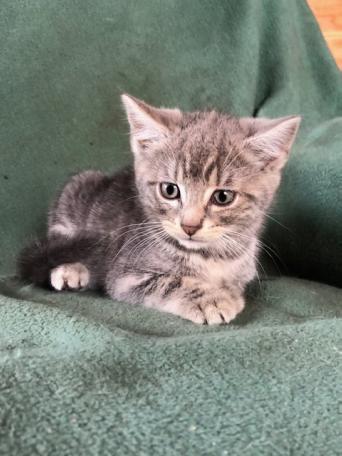 kittens grey - Cats & Kittens, For Sale in Cheshire | Preloved