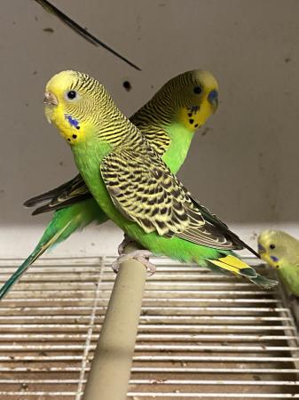 Original Wild Bush Budgies For Sale in Basildon, Essex | Preloved