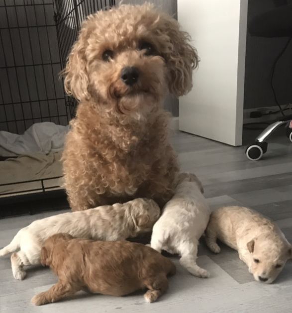 poochon puppies for sale