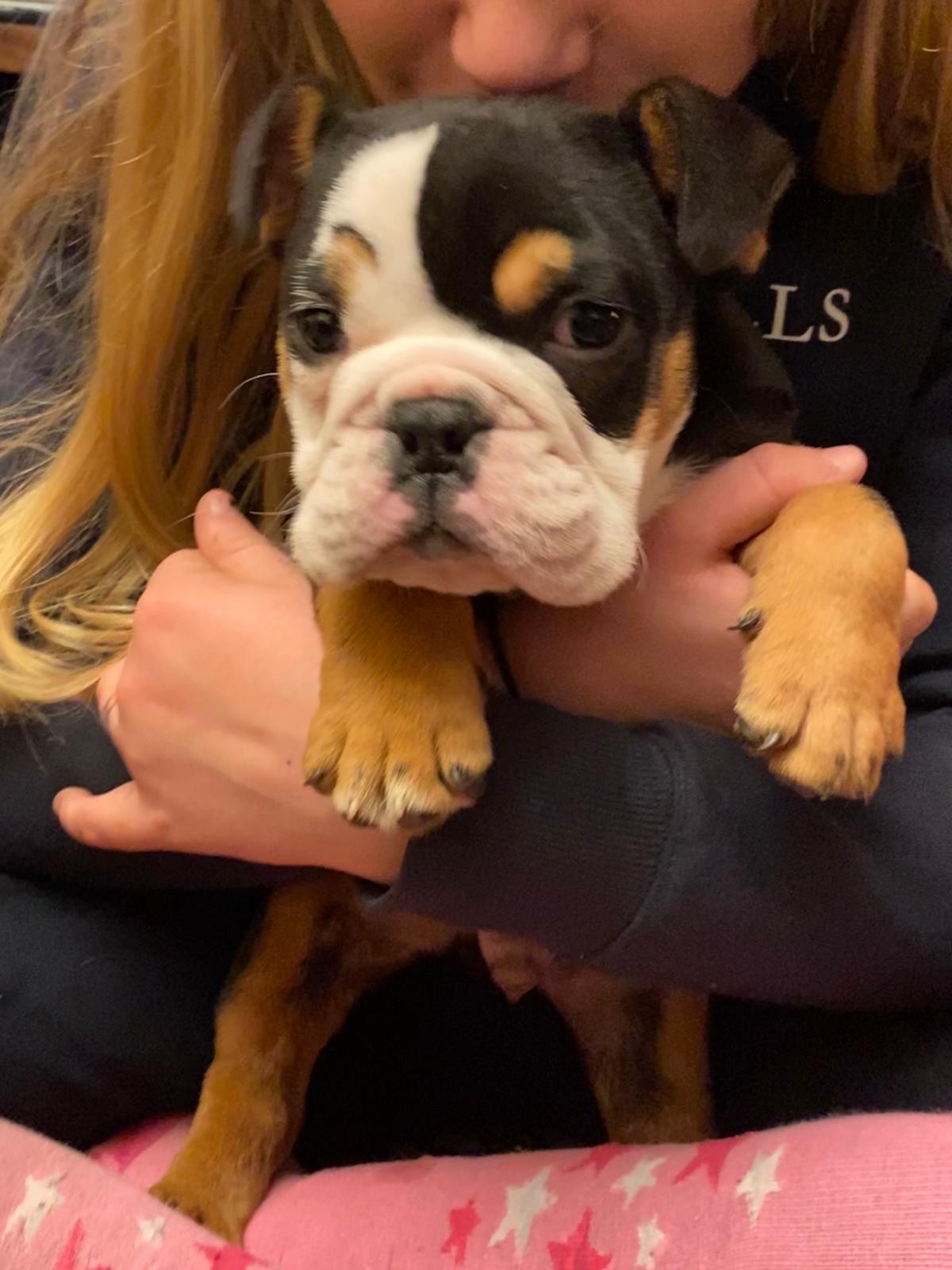 male british bulldog